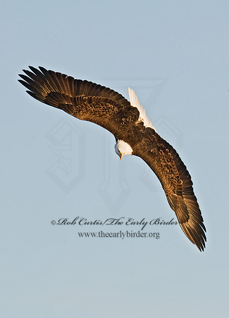 Haliaeetus leucocephalus  BALD EAGLE 8009857z