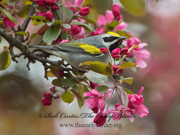 Vermivora chyrsoptera  GOLDEN-WINGED WARBLER 9029495z