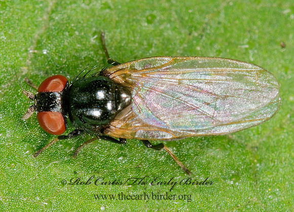 Lonchaea  LANCE FLY 9013595z