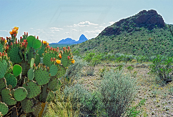 CHIHUAHUAN DESERT 71524z