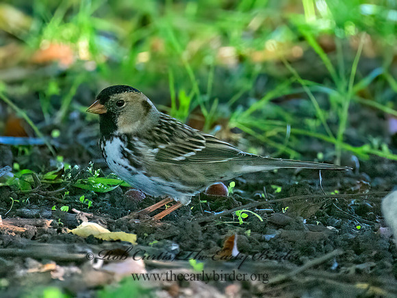 Zonotrichia querula HARRIS'S SPARROW 9084678z