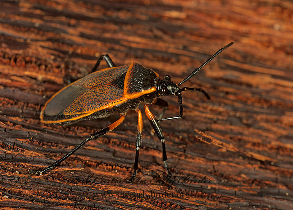 Largus succinctus 262020z