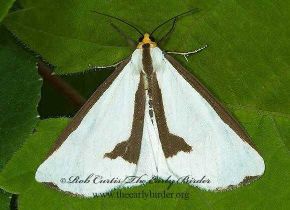 Haploa lecontei LECONTE'S HAPLOA 5008890z