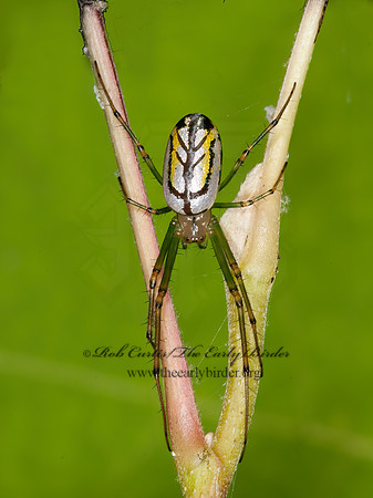 Leucauge venusta  ORCHARD SPIDER  3013435z