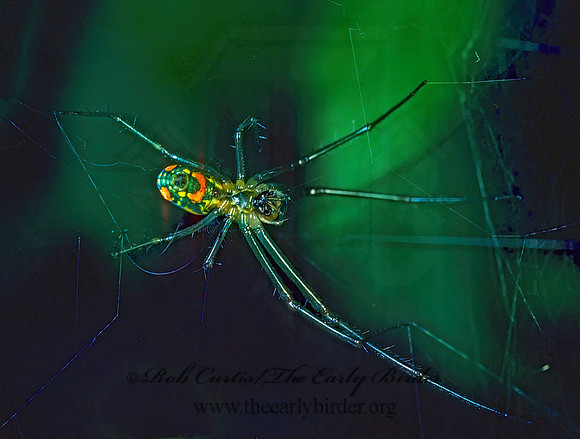 Leucauge venusta  ORCHARD SPIDER 169721z