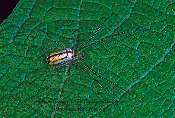 Leucauge venusta  ORCHARD SPIDER 169109z