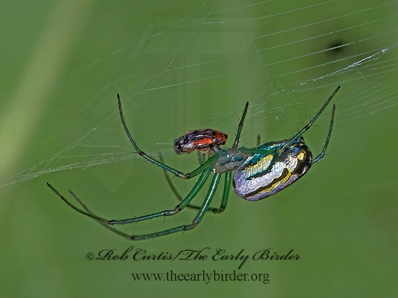 Leucauge venusta  ORCHARD SPIDER 6013325z