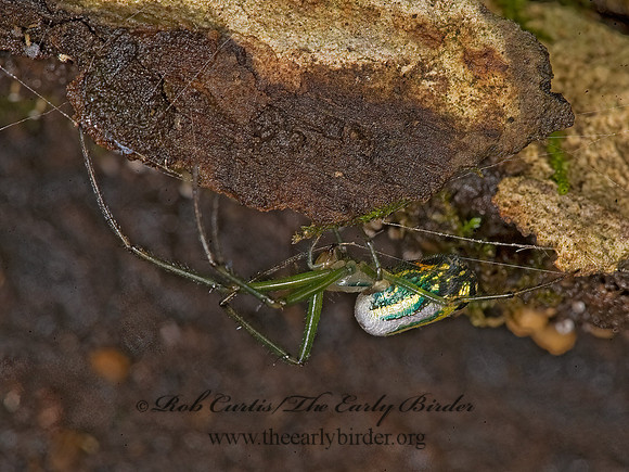 Leucauge venusta  ORCHARD SPIDER 8016324z