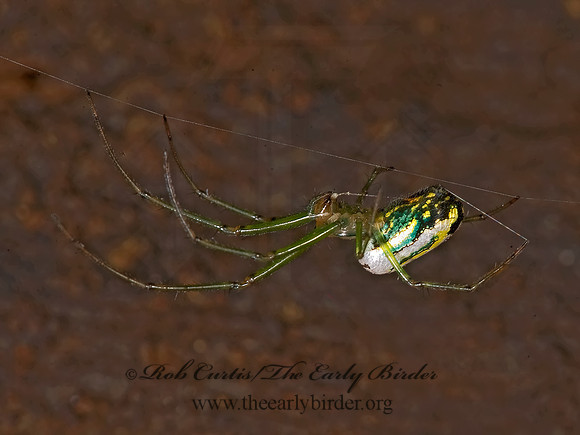 Leucauge venusta  ORCHARD SPIDER 8016325z