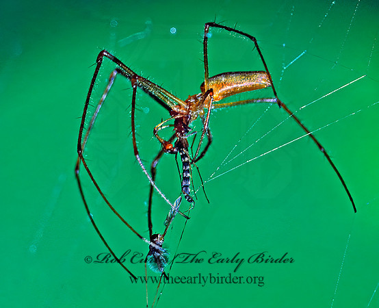 Tetragnatha  LONG-JAWED ORBWEAVER 29602z