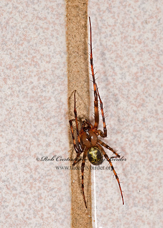 Meta ovalis  CAVE ORB WEAVER 9033159z