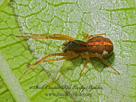 Pachygnatha autumnalis 5007734z