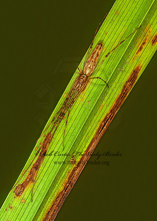 Tetragnatha  LONG-JAWED ORBWEAVER 116508z