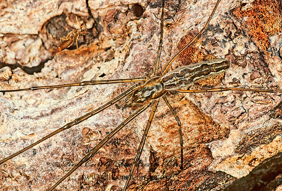 Tetragnatha  LONG-JAWED ORBWEAVER 149602z