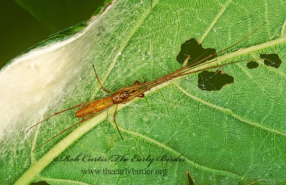 Tetragnatha  LONG-JAWED ORBWEAVER 246614z