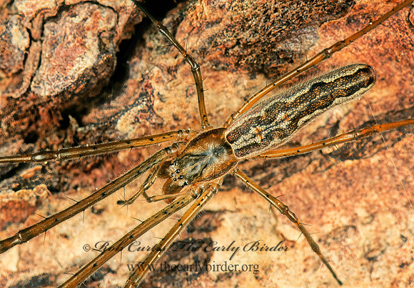 Tetragnatha  LONG-JAWED ORBWEAVER 149606z