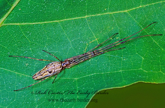 Tetragnatha  LONG-JAWED ORBWEAVER 177811z