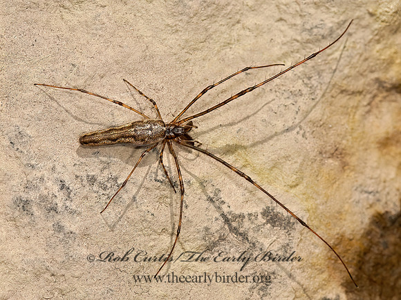 Tetragnatha  LONG-JAWED ORBWEAVER 3016272z