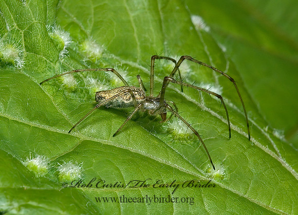 Tetragnatha  LONG-JAWED ORBWEAVER 5009405z