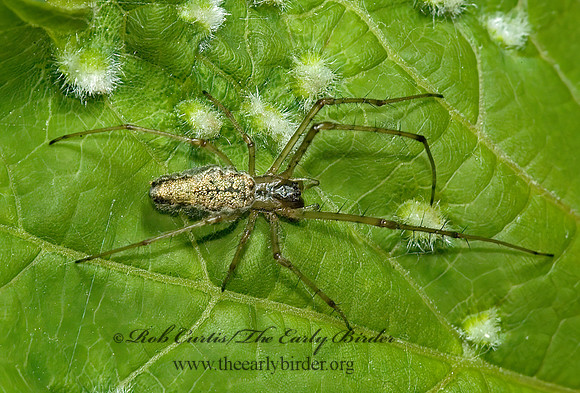 Tetragnatha  LONG-JAWED ORBWEAVER 5009399z