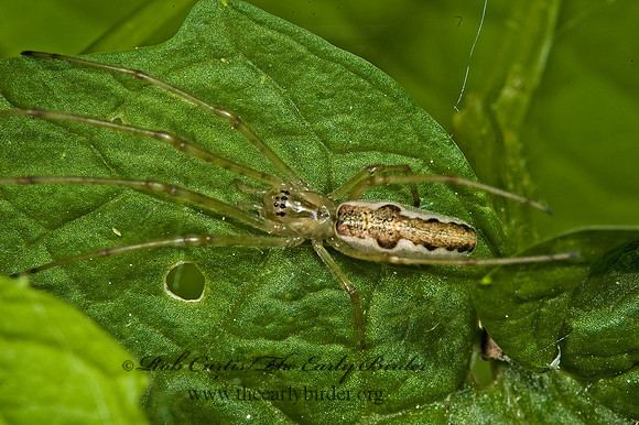 Tetragnatha  LONG-JAWED ORBWEAVER 5008086z