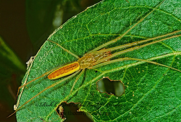 Tetragnatha  LONG-JAWED ORBWEAVER 246615z