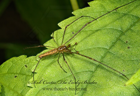 Tetragnatha  LONG-JAWED ORBWEAVER 5011836z
