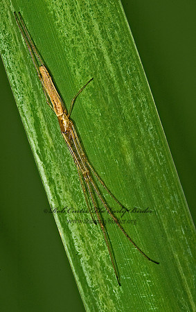 Tetragnatha  LONG-JAWED ORBWEAVER 5012538z