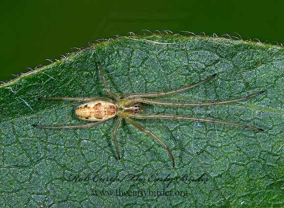 Tetragnatha  LONG-JAWED ORBWEAVER 6016720z