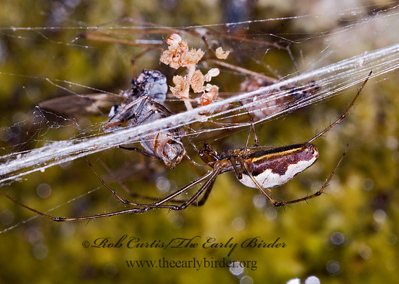 Tetragnatha  LONG-JAWED ORBWEAVER 6026205z