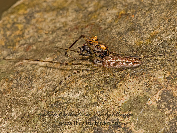 Tetragnatha  LONG-JAWED ORBWEAVER 8015821z