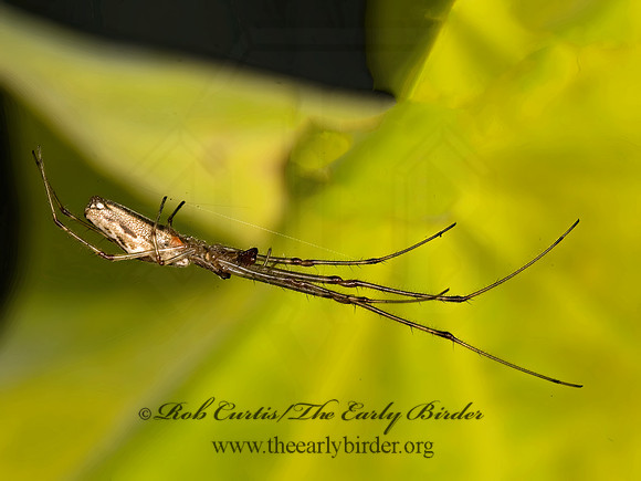 Tetragnatha  LONG-JAWED ORBWEAVER 8017530z