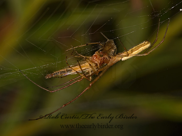 Tetragnatha  LONG-JAWED ORBWEAVER 9052568z
