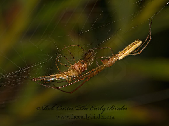 Tetragnatha  LONG-JAWED ORBWEAVER 9052565z