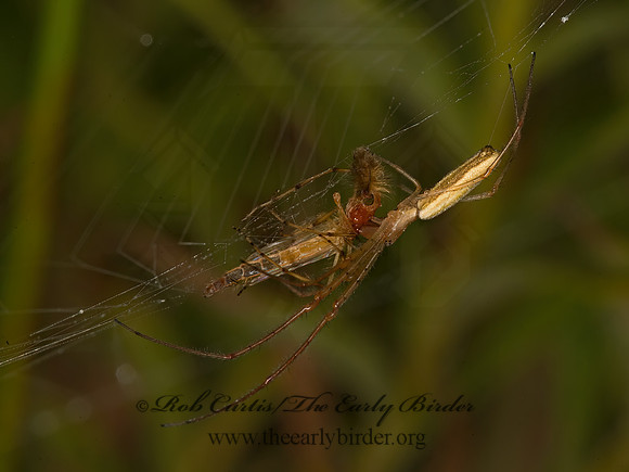 Tetragnatha  LONG-JAWED ORBWEAVER 9052573z