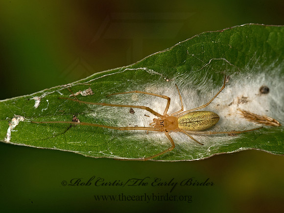 Tetragnatha  LONG-JAWED ORBWEAVER 9053304z