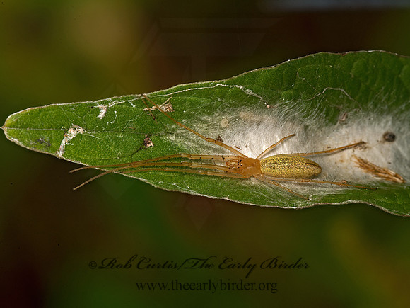 Tetragnatha  LONG-JAWED ORBWEAVER 9053307z