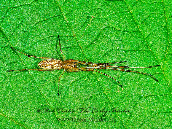 Tetragnatha elongata 1115007~z