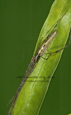 Tetragnatha elongata 5014820z