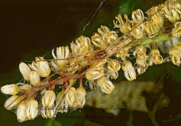 Tetragnatha elongata 246623z