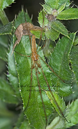 Tetragnatha elongata 6012117z