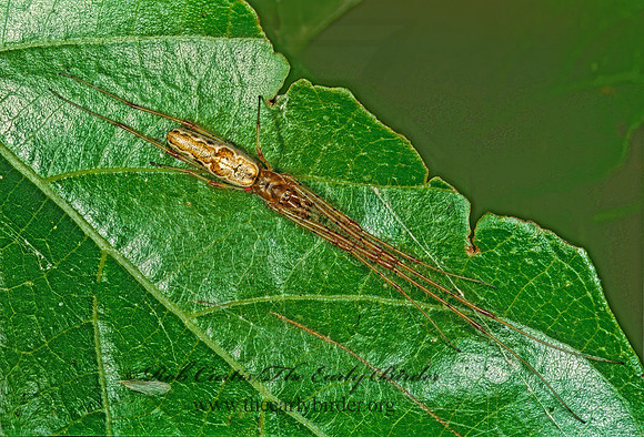 Tetragnatha elongata 246624z