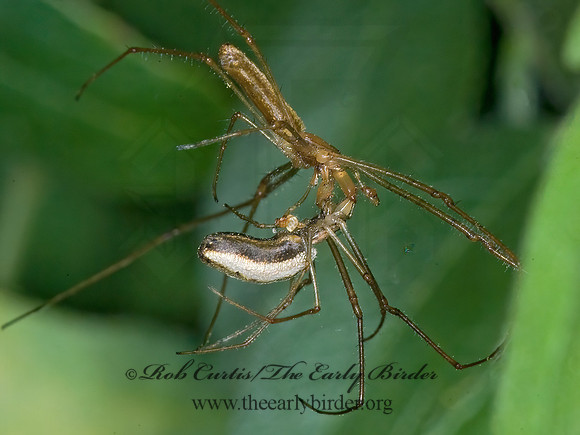 Tetragnatha elongata 6012149z
