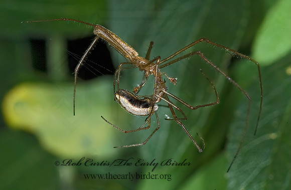 Tetragnatha elongata 6012152z