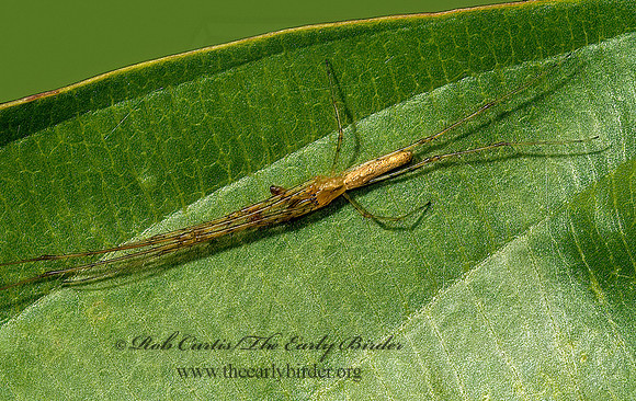 Tetragnatha laboriosa 5000668z