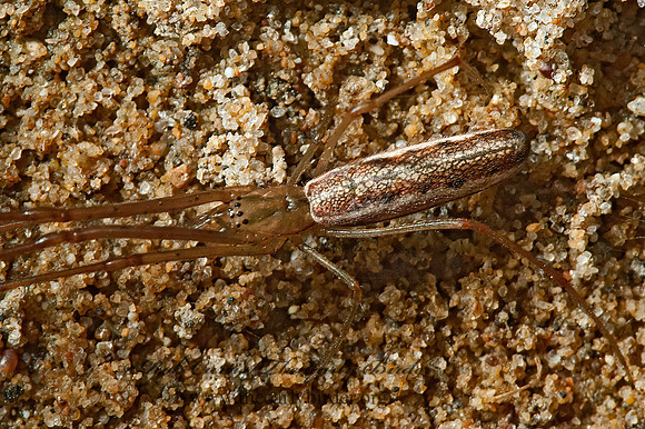 Tetragnatha laboriosa 5000731z
