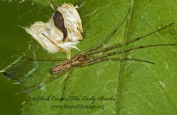 Tetragnatha versicolor 5008071z