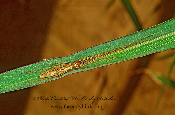 Tetragnatha versicolor  LONG-JAWED ORBWEAVER 244319z