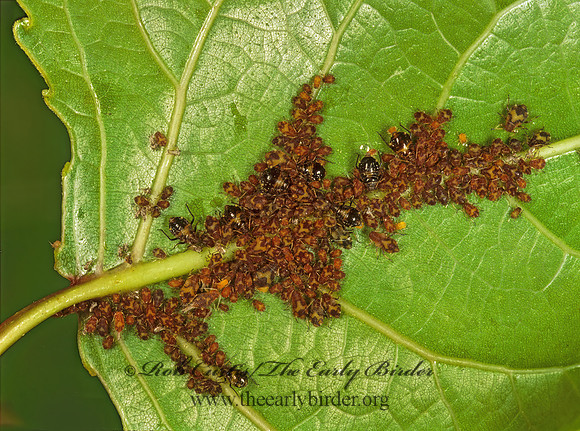 Chaitophorus  CATOPHORINAE APHID 244322z