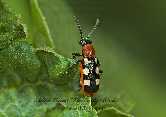 Crioceris asparagi ASPARAGUS BEETLE 5012450z